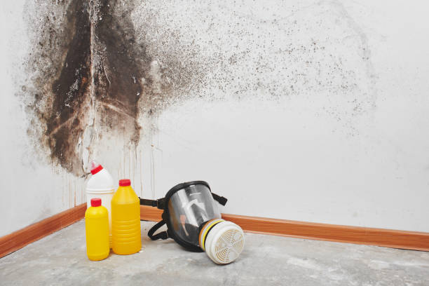 Best Mold Removal Near Me  in Bellevue, PA