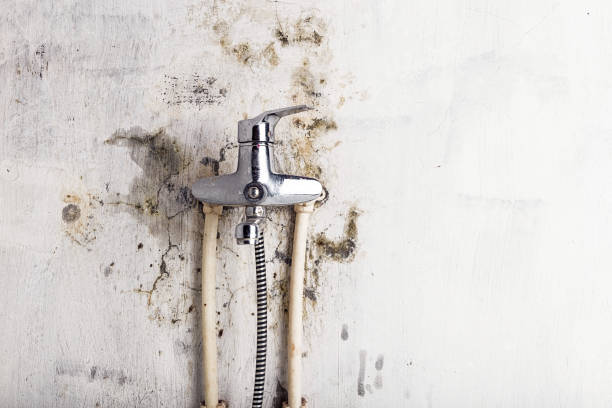 Best Mold Inspection  in Bellevue, PA