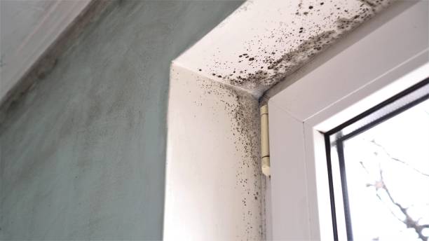 Best Office Mold Removal Services  in Bellevue, PA