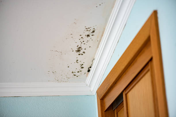 Best Certified Mold Removal  in Bellevue, PA