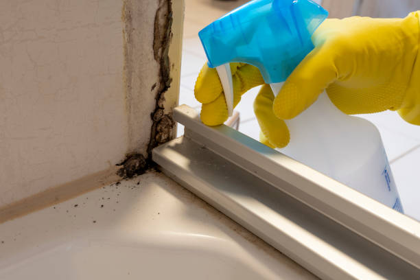 Best Mold Remediation Experts  in Bellevue, PA