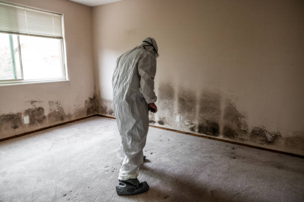 Attic Mold Removal in Bellevue, PA