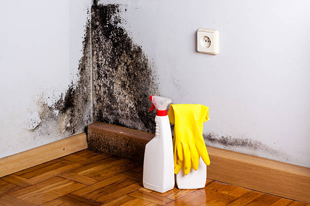 Best Mold Damage Repair  in Bellevue, PA