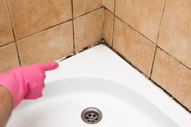Best Mold Removal Specialists  in Bellevue, PA